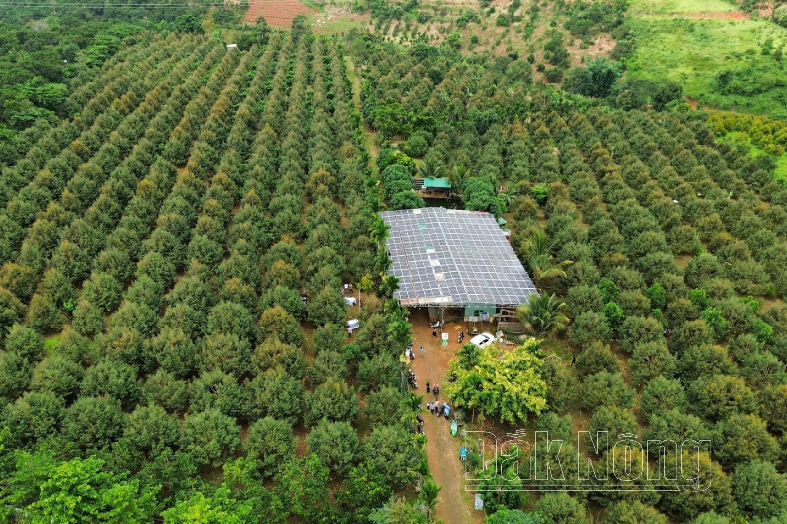 Qua việc đánh giá và tập huấn thăm quan mô hình sẽ tạo điều kiện nhân rộng trên địa bàn góp phần nâng cao hiệu quả sản xuất của ngành hàng sầu riêng trên địa bàn tỉnh Đắk Nông.