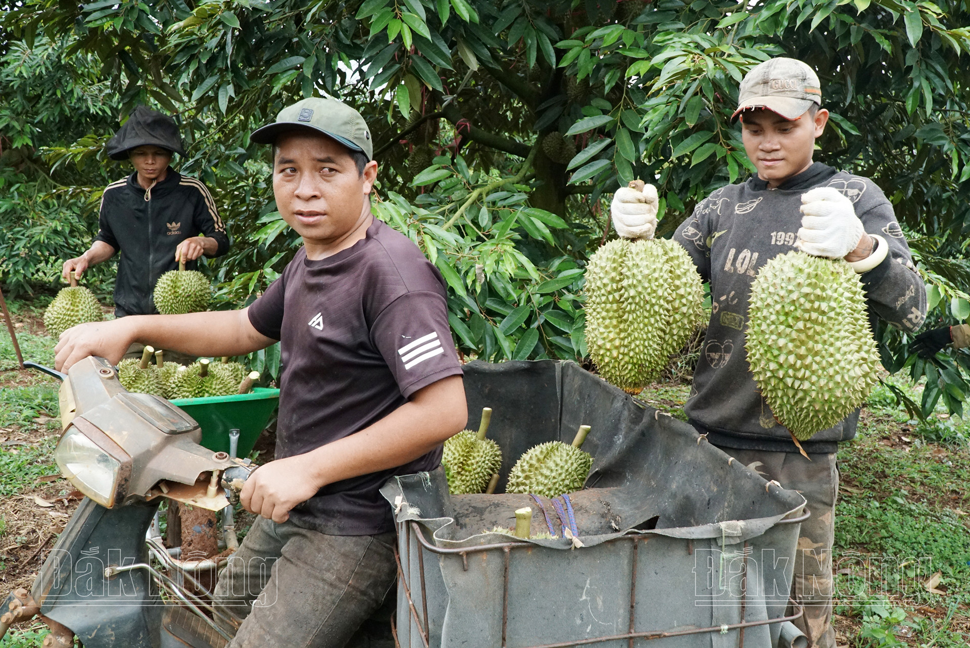 Thương lái đổ về Đắk Nông thu mua sầu riêng