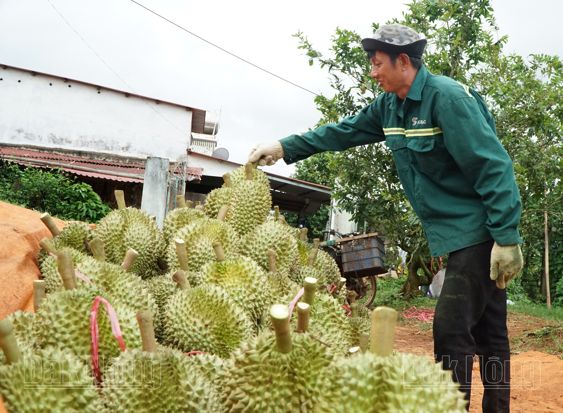 Đắk Nông đang bước vào vụ thu hoạch sầu riêng