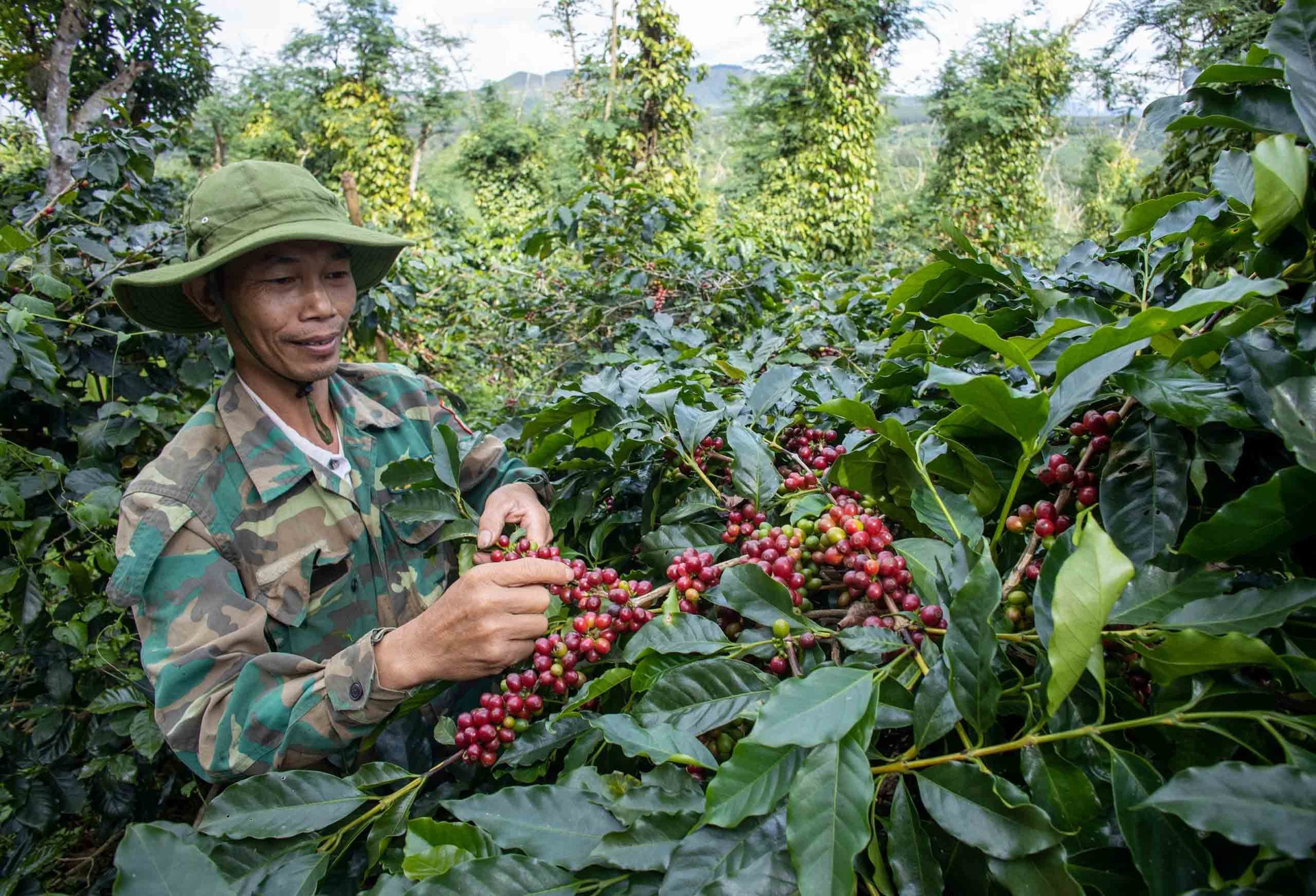 Cà phê Việt 'vẽ' lại thị trường thế giới