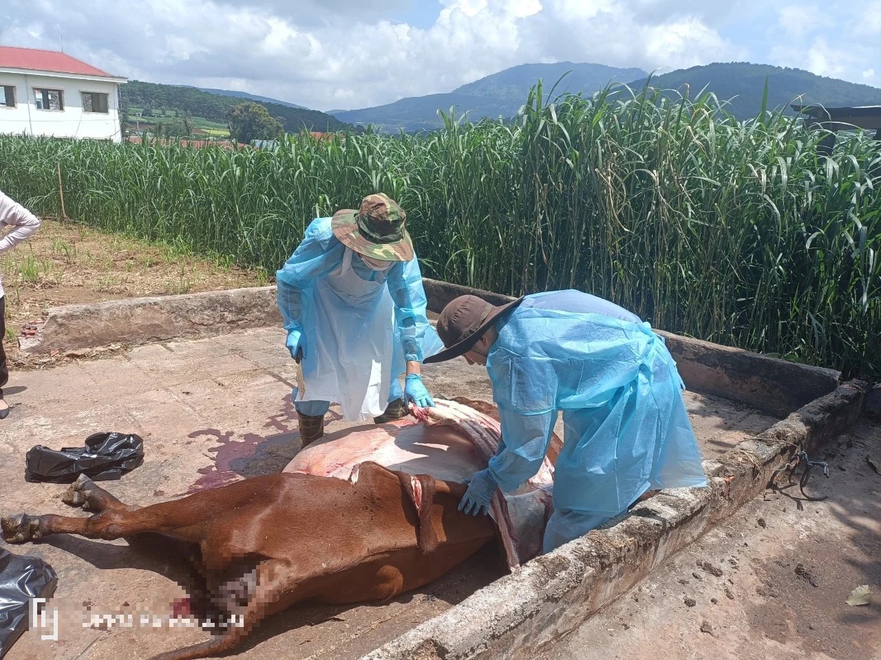 Cục Thú y đến Lâm Đồng lấy mẫu sinh phẩm xác định nguyên nhân bò sữa chết- Ảnh 1.