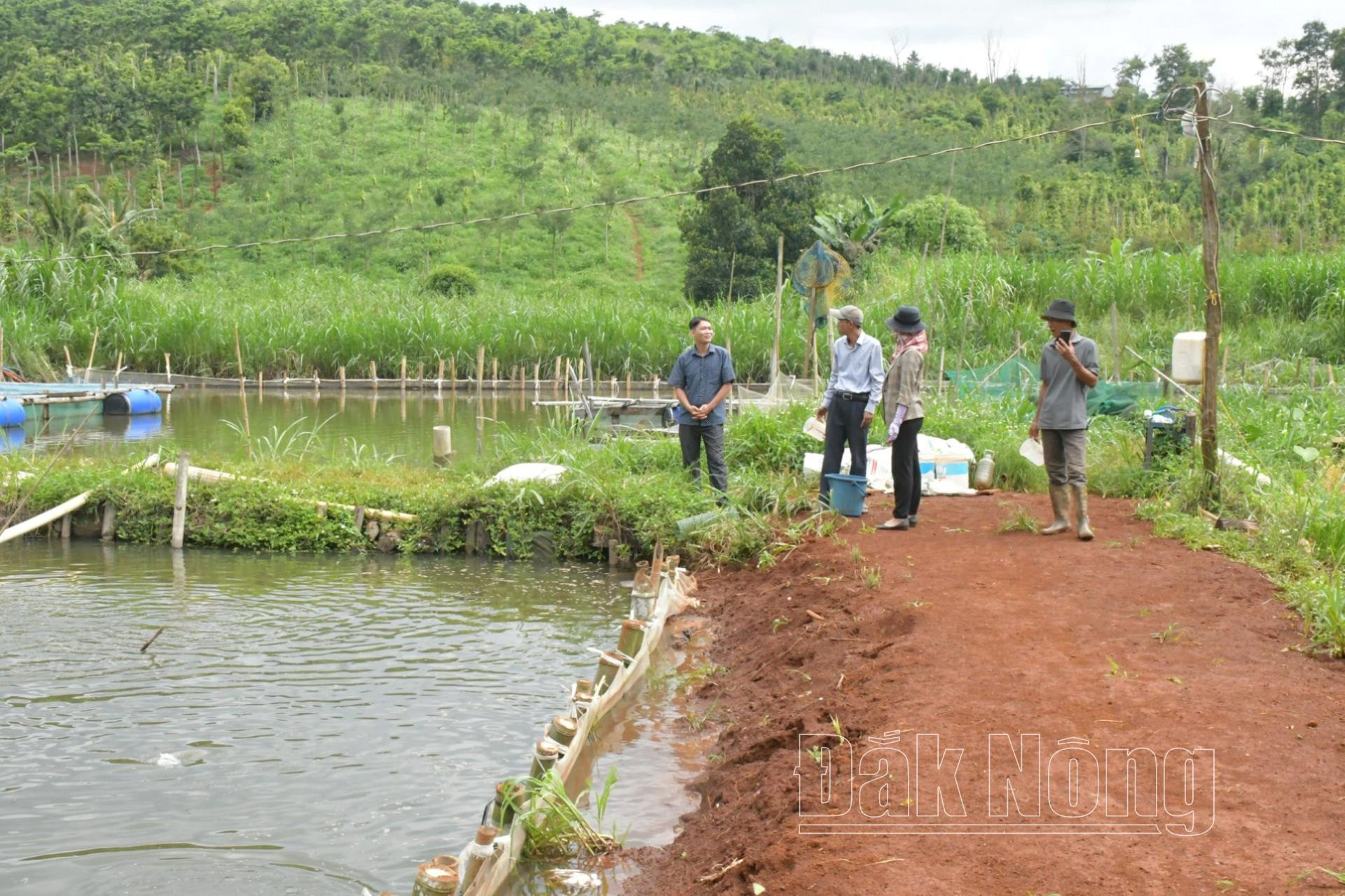 Mô hình nuôi thương phẩm cá chép V1 (Cyprinius Carpio) chuyển giòn tại thôn 10, xã Nam Bình, huyện Đắk Song (Đắk Nông) mang lại hiệu quả kinh tế cao