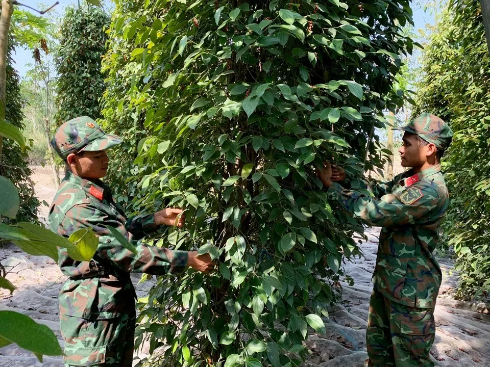 Dự báo giá tiêu ngày 18/8/2024: Tăng vùn vụt,