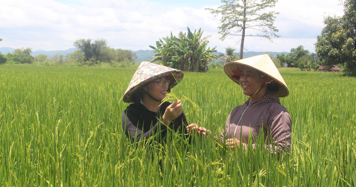 Khi nông dân Đắk Nông chọn kinh tế tập thể