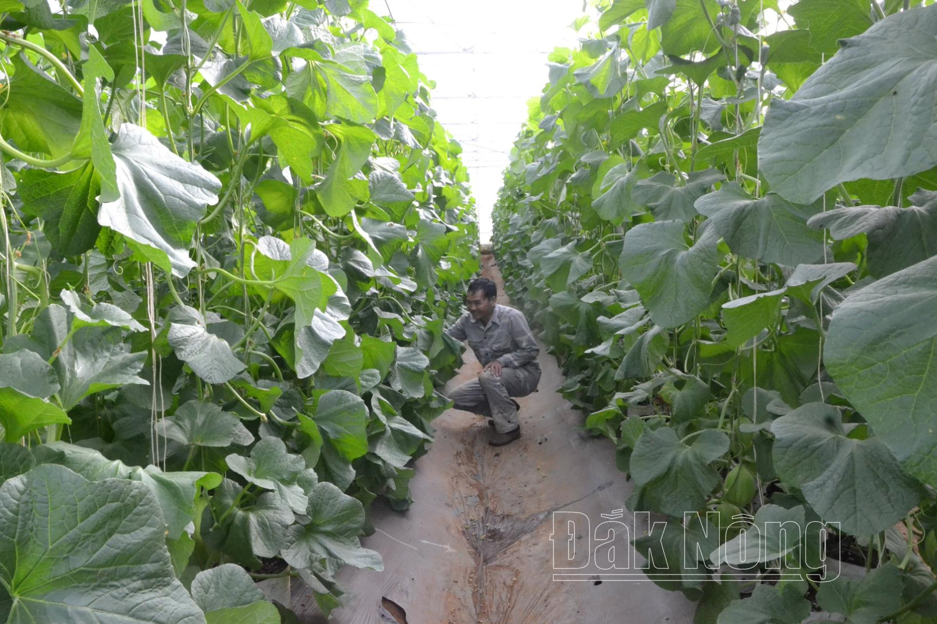 Mr. Nguyen Anh Tuan, Kien Thanh commune, Dak R'lap district (Dak Nong) built a melon production chain to supply products to supermarkets.