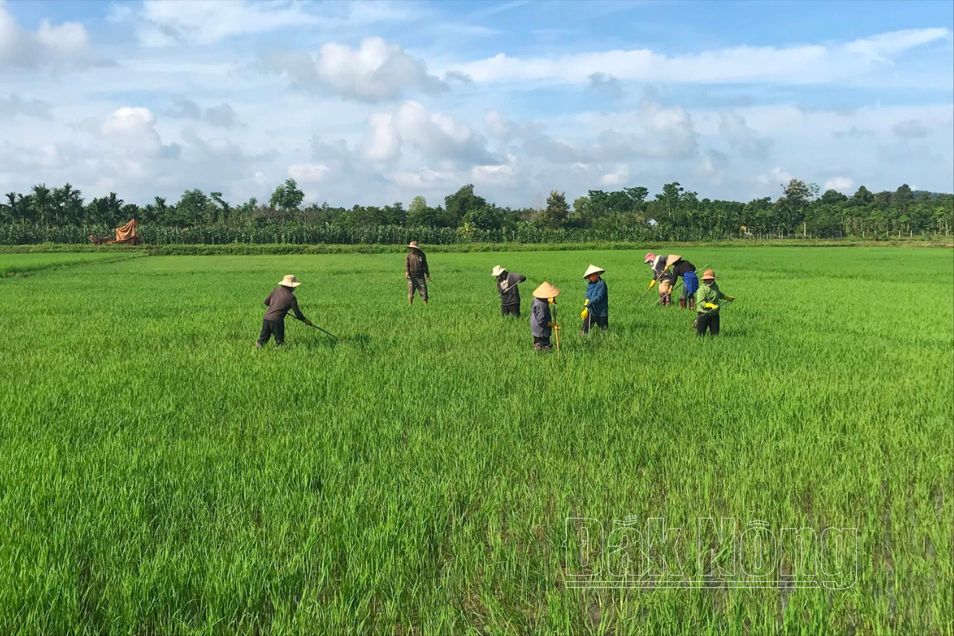 People in Ninh Giang village, Buon Choah commune, Krong No district take care of summer-autumn rice fields.