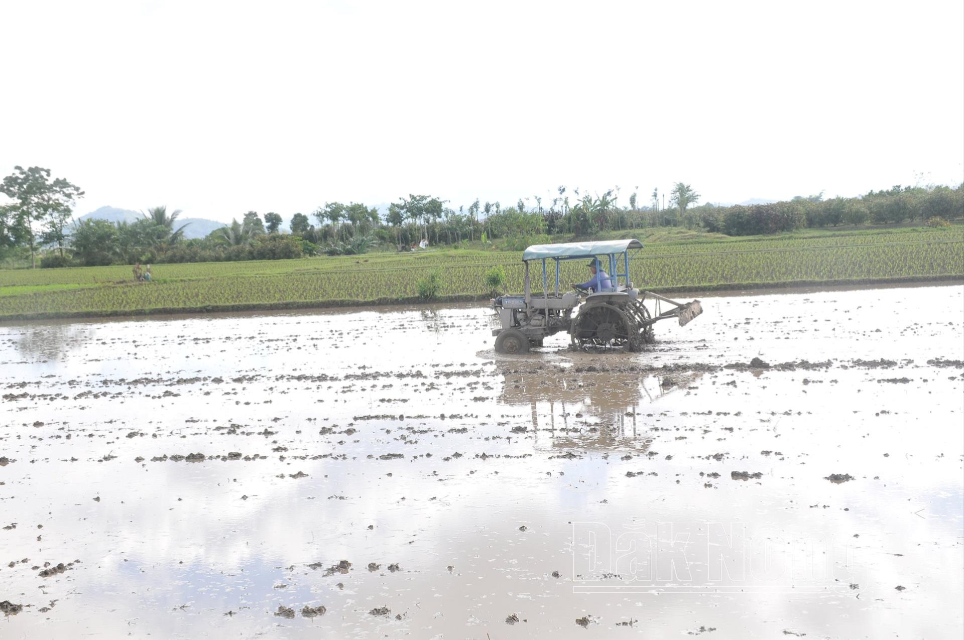 Farmers in Buon Choah commune, Krong No district plow the land to prepare for the summer-autumn crop.