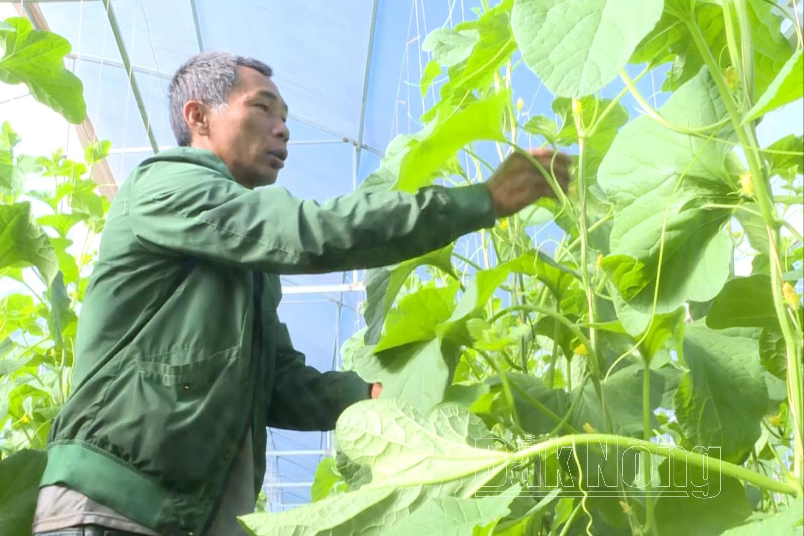 Mr. Nguyen Anh Tuan, Kien Thanh commune, Dak R'lap district takes care of his Korean melon garden.