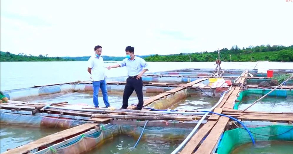 Gia Lai farmers earn hundreds of millions from raising fish in cages, growing pepper and passion fruit also makes a lot of money.