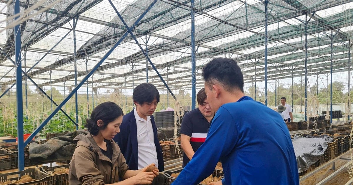 Japanese enterprises survey sweet potato growing areas in Dak Nong