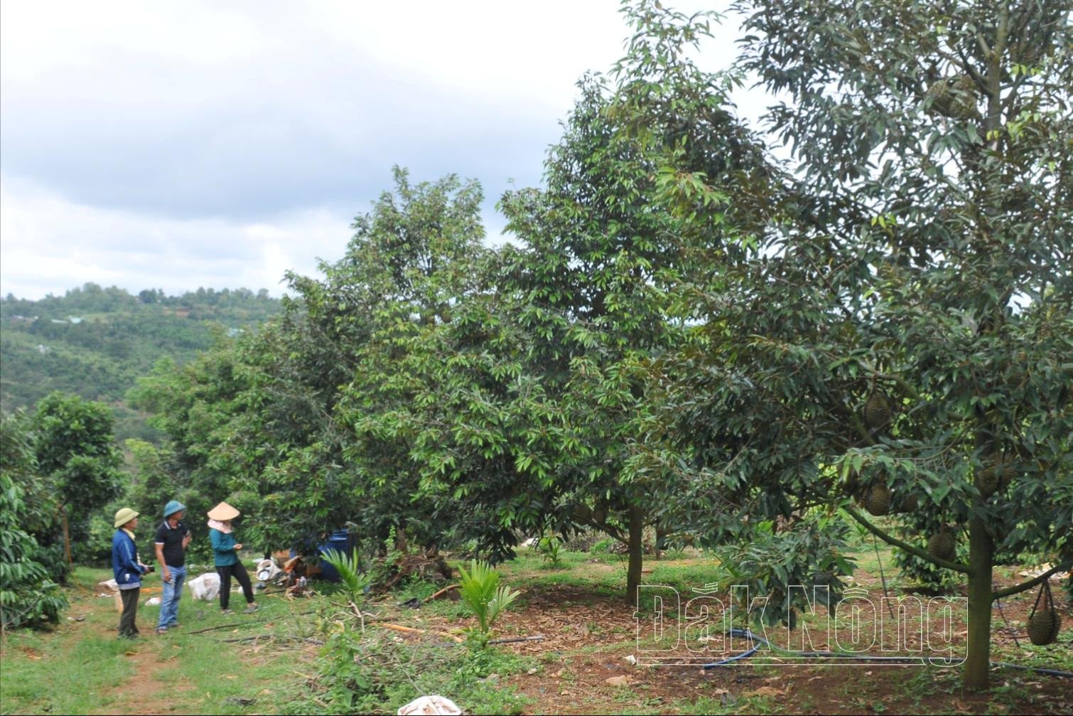 De nombreux agriculteurs se sont associés à des entreprises pour créer des codes de zones de culture du durian afin de répondre à la demande d'exportation.