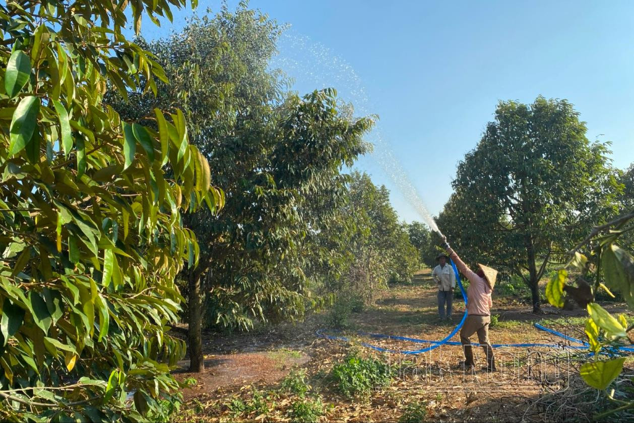 Fruit tree development is an advantage for farmers in Dak Nong province.