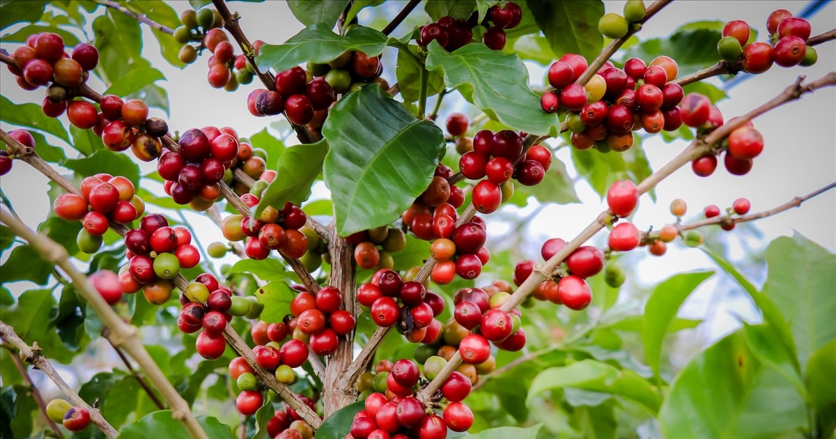 Kaffeepreis heute, 30. September 2024: Leichter Rückgang um 400 VND