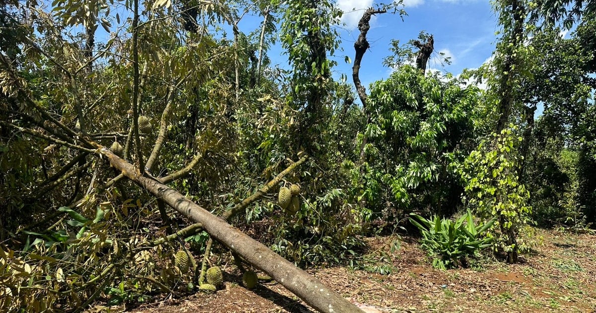 Desastres naturales: la carga de los agricultores de Dak Nong