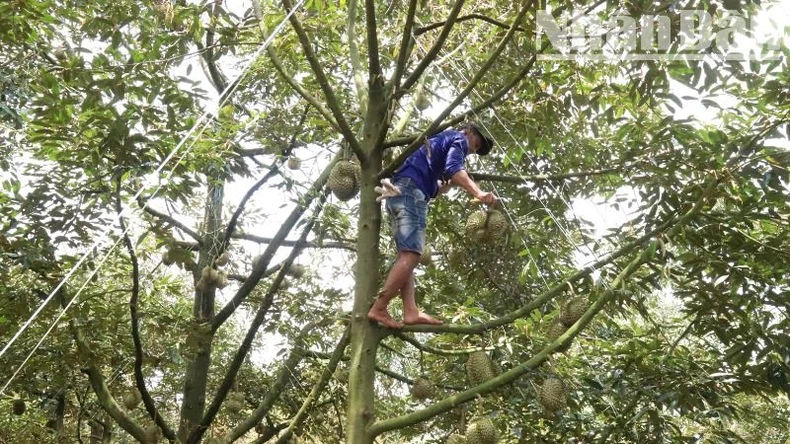 Đắk Lắk phát hiện nhiều doanh nghiệp vi phạm về mã số vùng trồng, cơ sở đóng gói và sử dụng hóa chất trái phép để nhúng sầu riêng ảnh 2