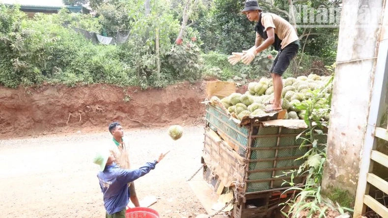 Đắk Lắk phát hiện nhiều doanh nghiệp vi phạm về mã số vùng trồng, cơ sở đóng gói và sử dụng hóa chất trái phép để nhúng sầu riêng ảnh 1