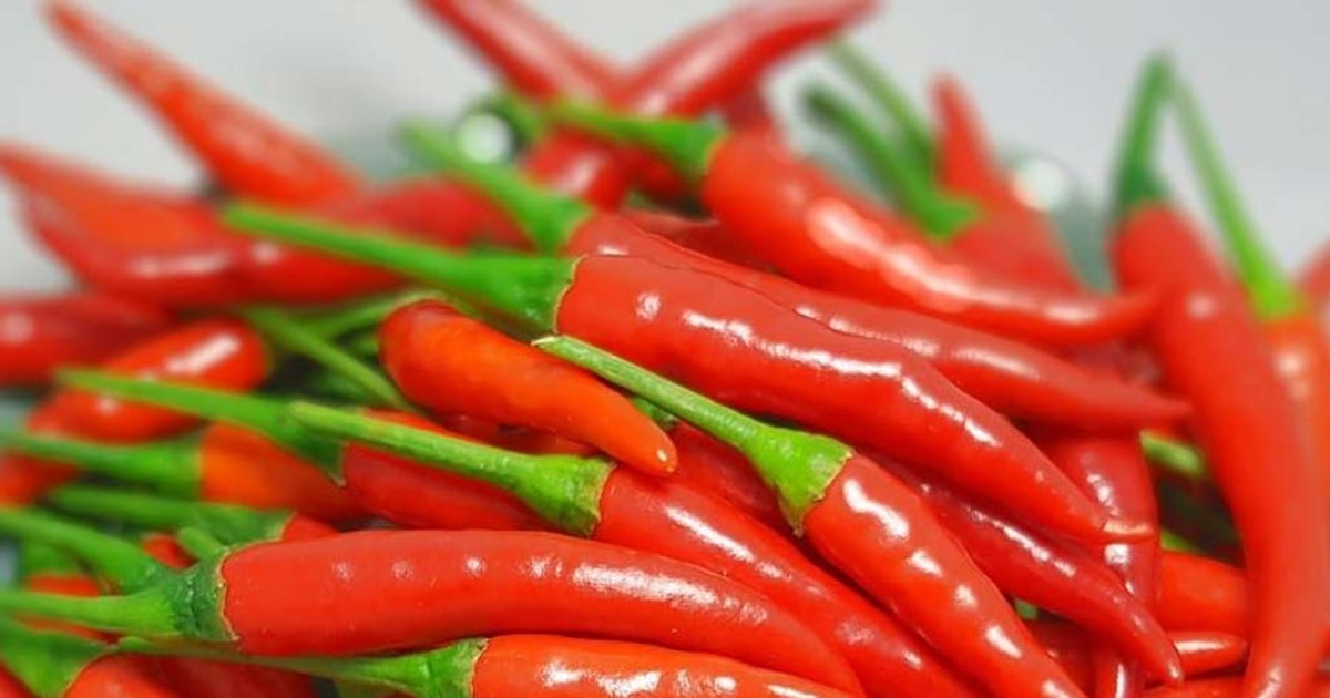 Chili price today – Updated 10/11/2024