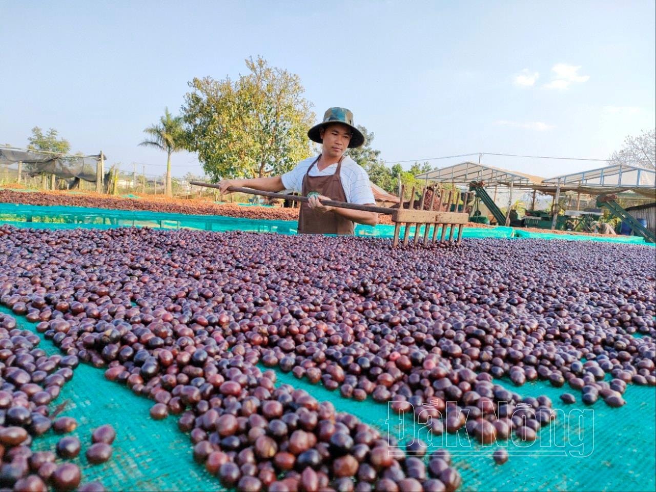 Chế biến khô phơi quả cà phê nguyên trái dưới ánh nắng mặt trời