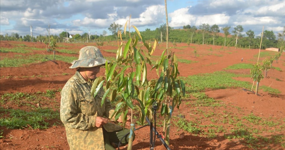 Dak Nong advierte de una explosión en una zona de árboles frutales