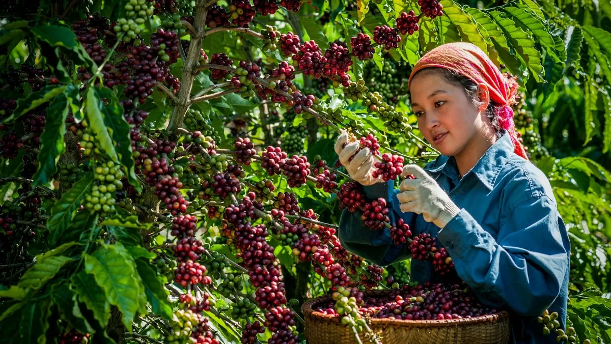 Giá cà phê hôm nay 20/10/2024: Tăng cao trong phiên cuối tuần