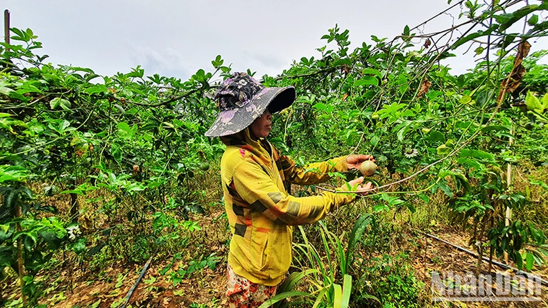 Đồng bào dân tộc thiểu số tỉnh Kon Tum đổi thay từ một Cuộc vận động ảnh 5