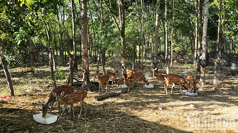 Kon Tum: Hiệu quả nuôi hươu sao tại huyện biên giới Ia H’Drai ảnh 4