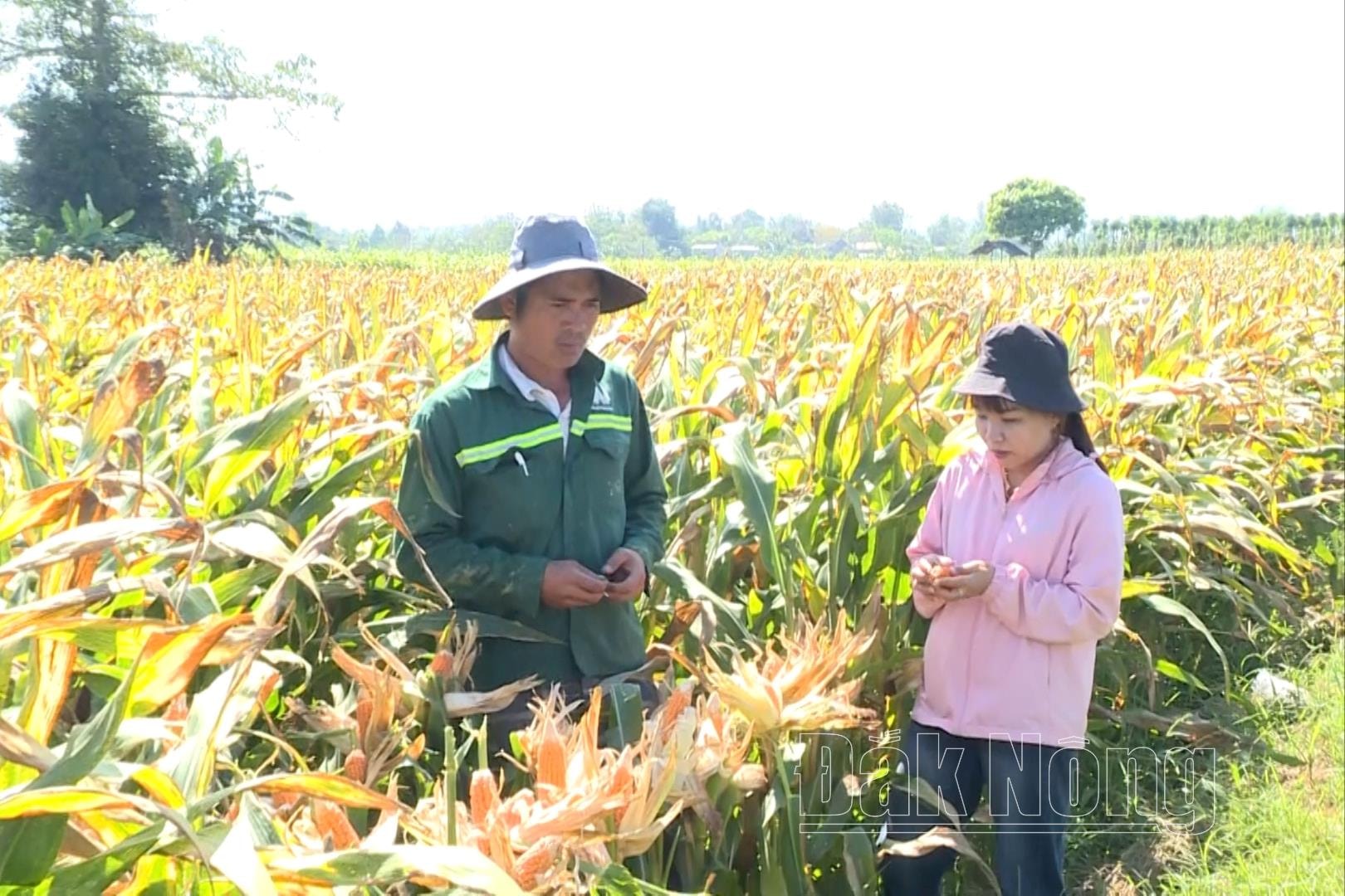 Farmer in Duc Xuyen Commune, the first step in harvesting sweet potatoes in Vu Dong Xuan.00_05_25_19.still008(1).jpg