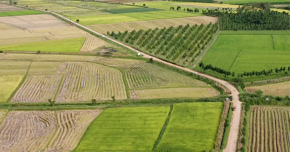 Los campos interminables de Dak Nong