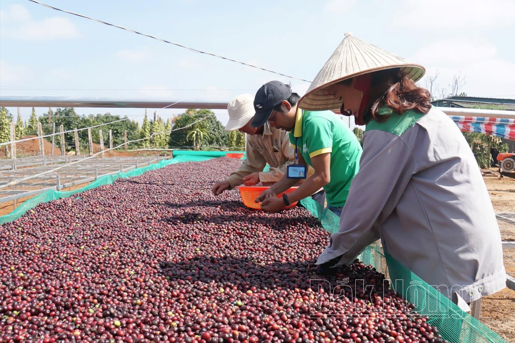 Sản xuất theo tiêu chuẩn giúp nông sản Đắk Nông từng bước nâng cao giá trị