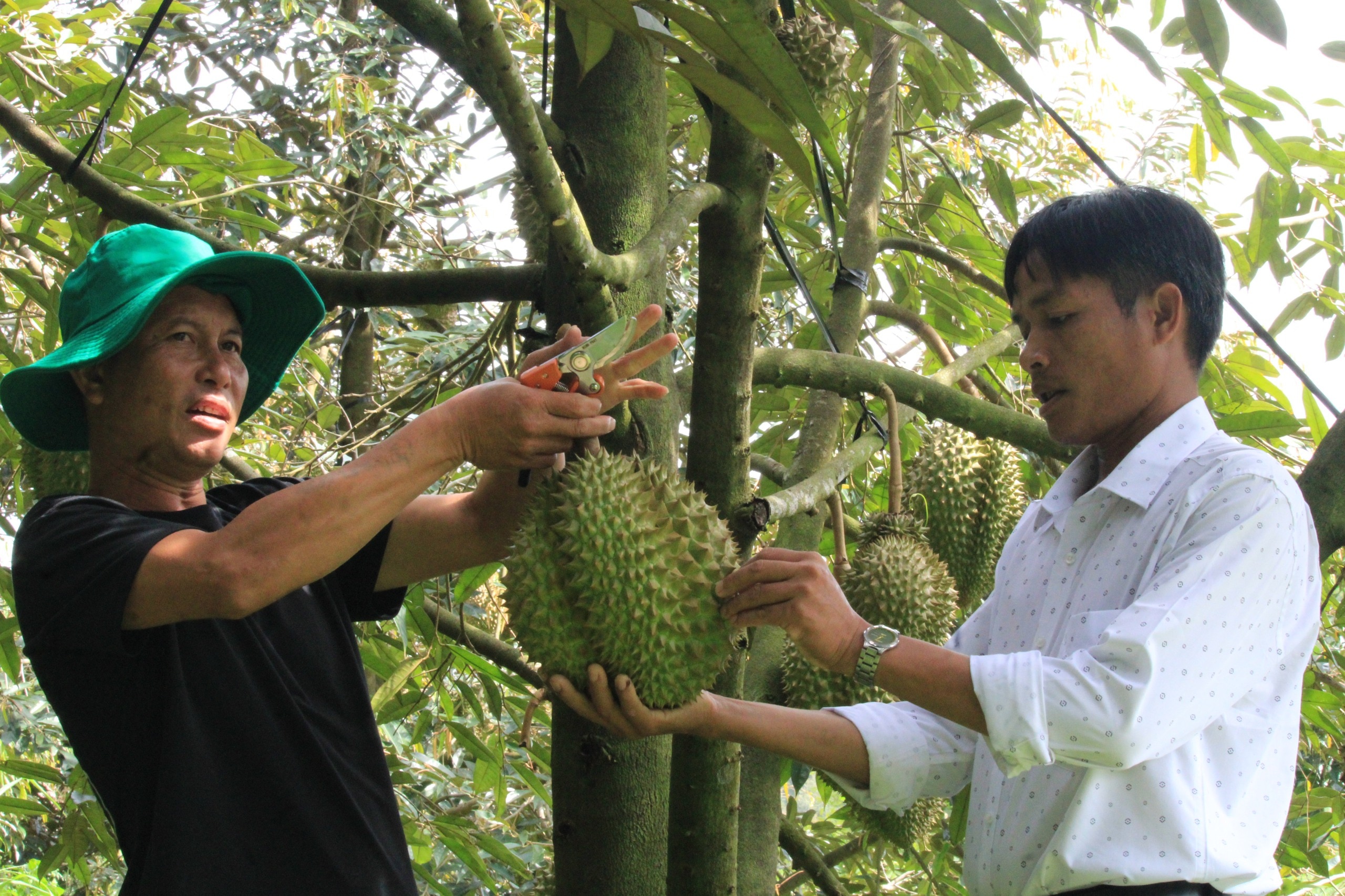 Một nông dân ở huyện Khánh Sơn trồng sầu riêng áp dụng sinh học thu nhập hơn nửa tỷ đồng - Ảnh 4.