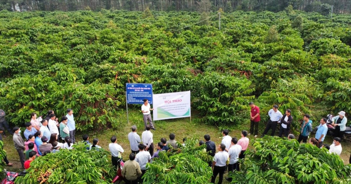 Agricultural extension helps increase the value of Dak Nong coffee