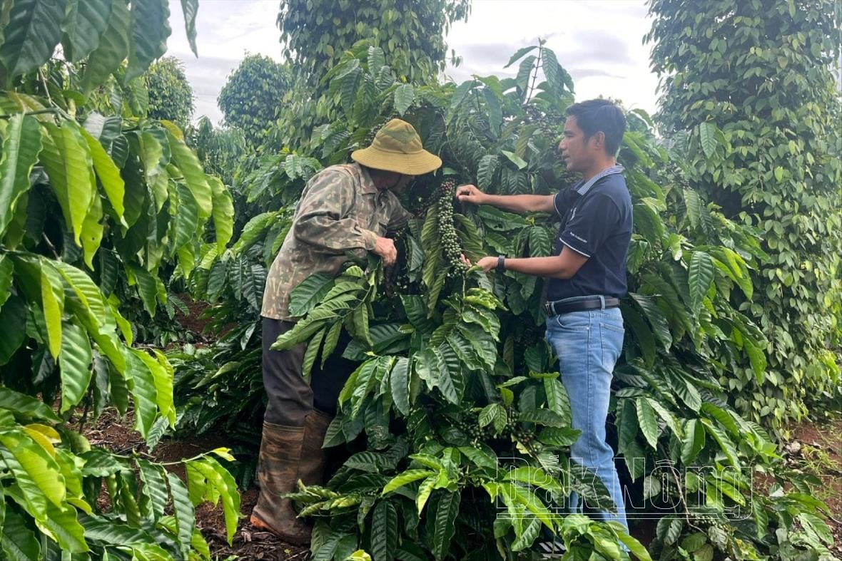 Ông Mai Văn Quyển ở thôn Đắk Tâm, xã Đắk D'rô, huyện Krông Nô (Đắk Nông) áp dụng đồng bộ các quy trình kỹ thuật, giúp vườn cà phê đạt năng suất cao 