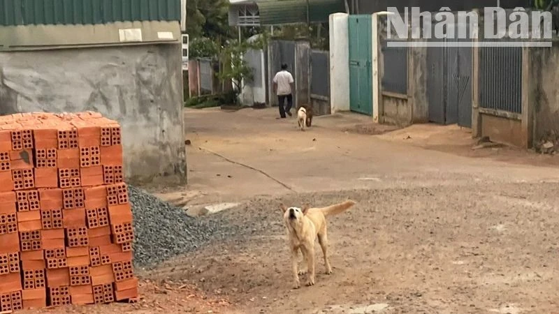 Tình trạng nuôi chó thả rông nhưng không rọ mõm ở Đắk Lắk khá phổ biến, khiến nguy cơ chó cắn người là rất lớn.