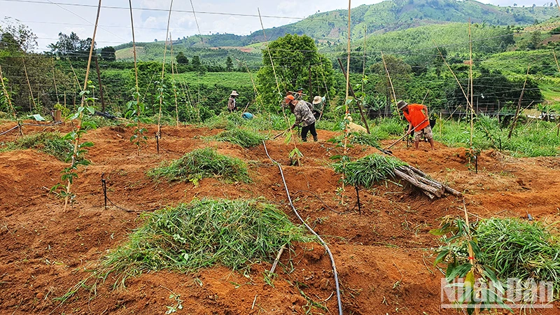 Đồng bào dân tộc thiểu số huyện Sa Thầy chuyển đổi mô hình từ trồng sắn sang trồng chanh dây cho hiệu quả kinh tế cao.