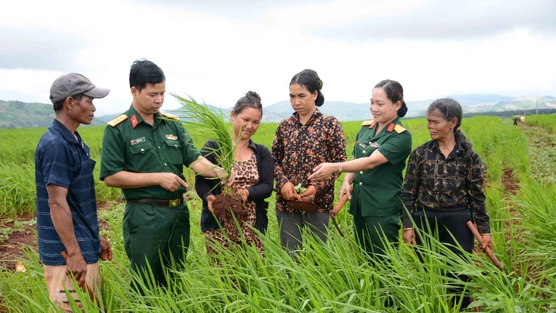 Cán bộ Binh đoàn 15 hướng dẫn người dân Đức Cơ (Gia Lai) trồng lúa xen canh. 