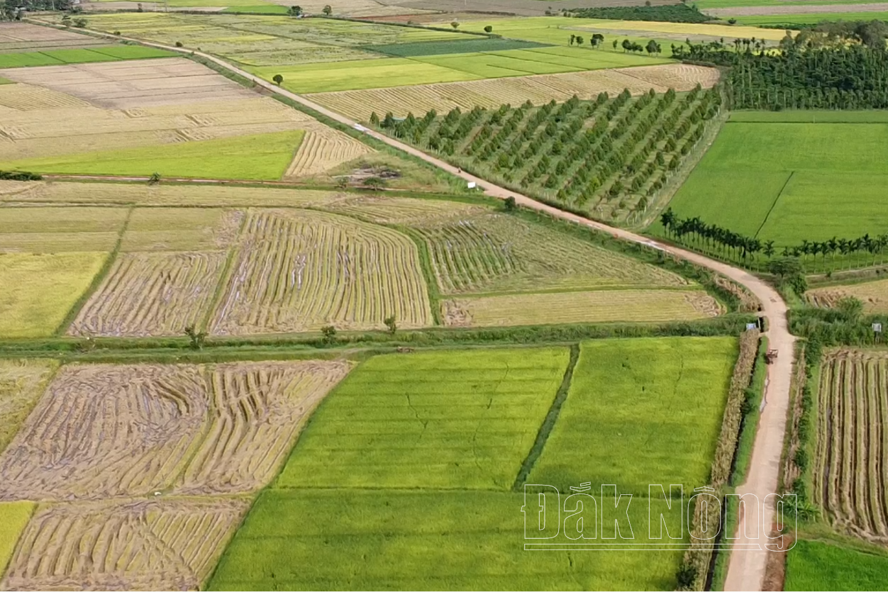 Crop fields in Nam N'dir commune, Krong No district (Dak Nong)