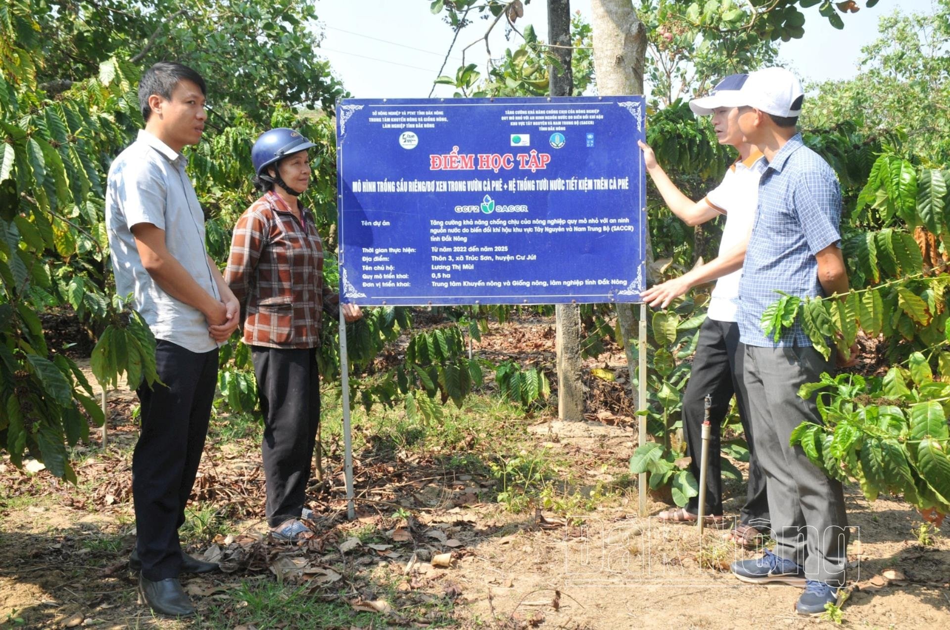 “Điểm học tập cộng đồng” (CRA) tại vườn cà phê của bà Lương Thị Mùi ở thôn 3, xã Trúc Sơn, huyện Cư Jút (Đắk Nông) thu hút người dân trong xã đến tham quan, học tập