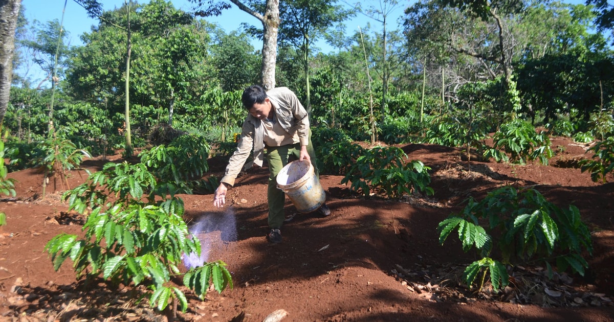 Ma trận phân bón thách thức nông dân Đắk Nông