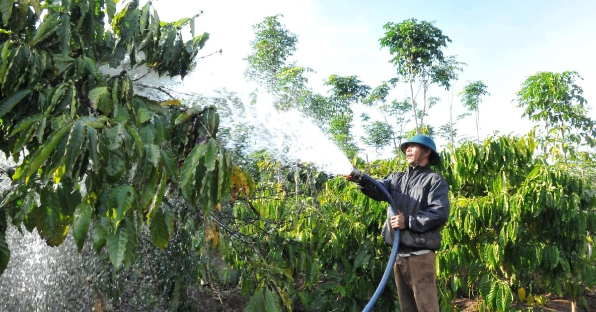 Hệ lụy từ phân bón giả, kém chất lượng ở Đắk Nông