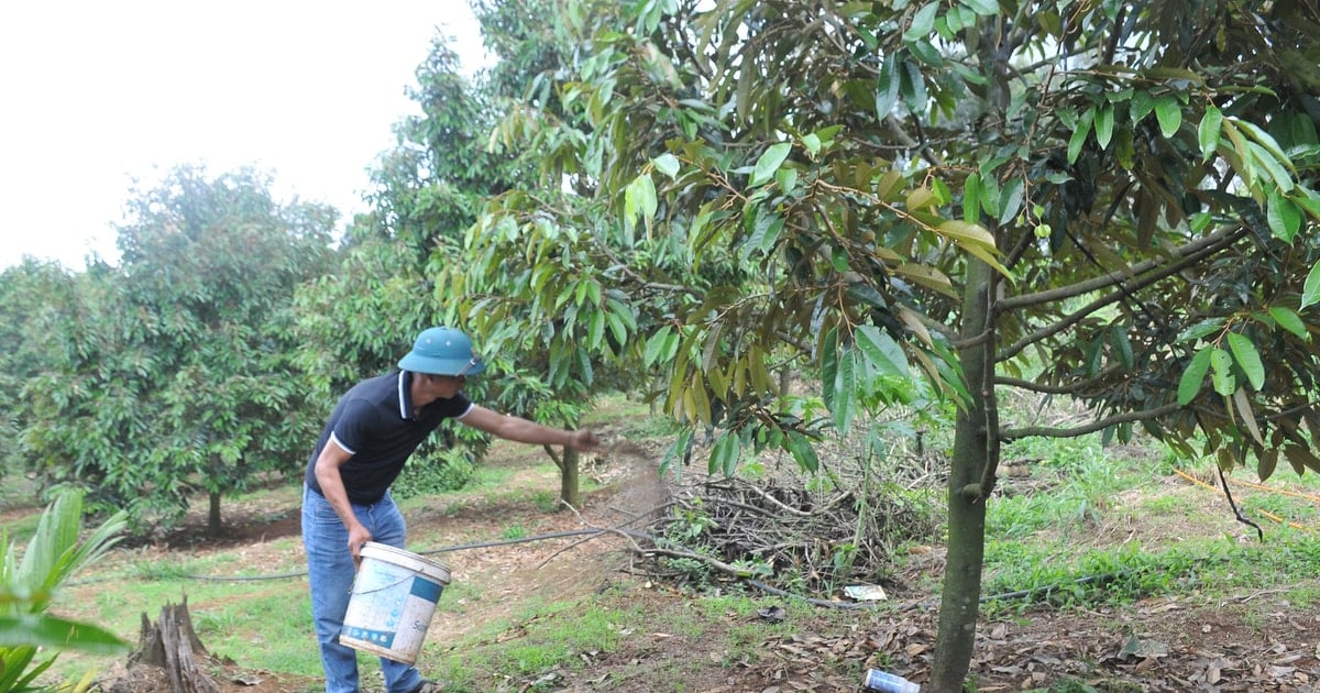 Nông dân Đắk Nông và những ngậm ngùi với phân bón