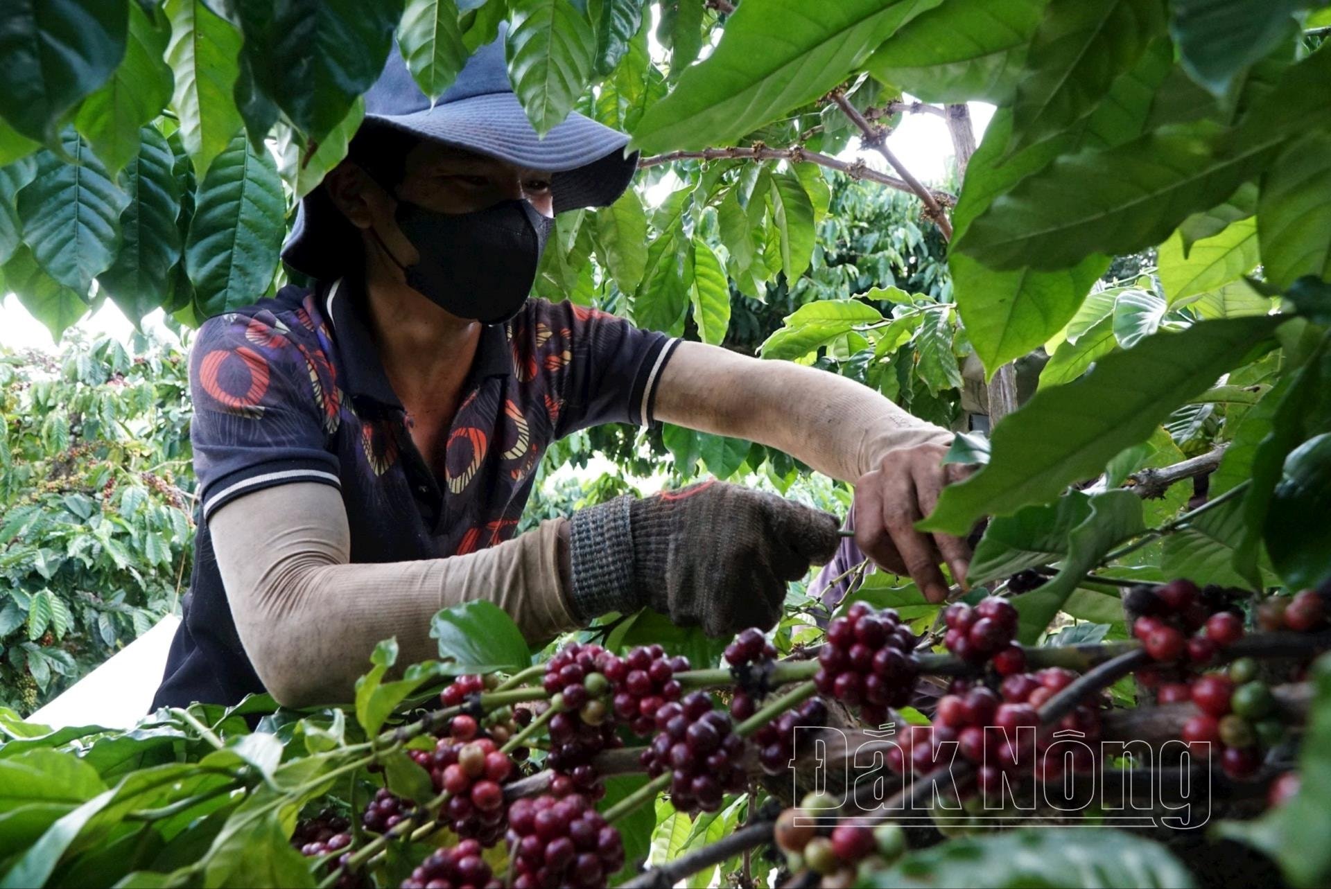 Hiện nay, nông dân Đắk Nông đang tuyển lựa những cây cà phê có tỉ lệ quả chín nhiều để thu hoạch