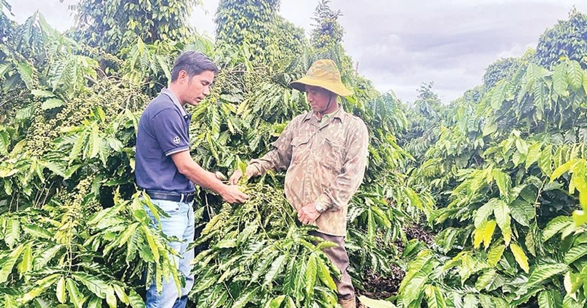 บทบาทของการขยายผลการเกษตรต่อการผลิตกาแฟอย่างยั่งยืนในจังหวัดดั๊กนง