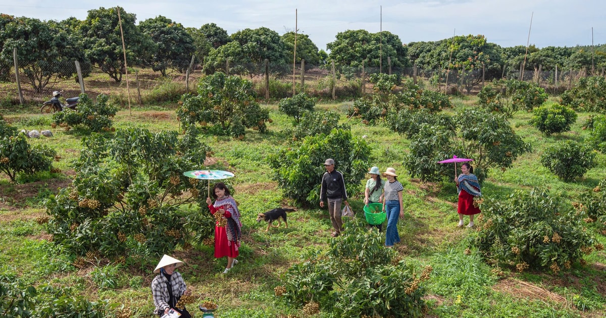 Wochenend-Erlebnis im Longan-Garten in Dak Nong