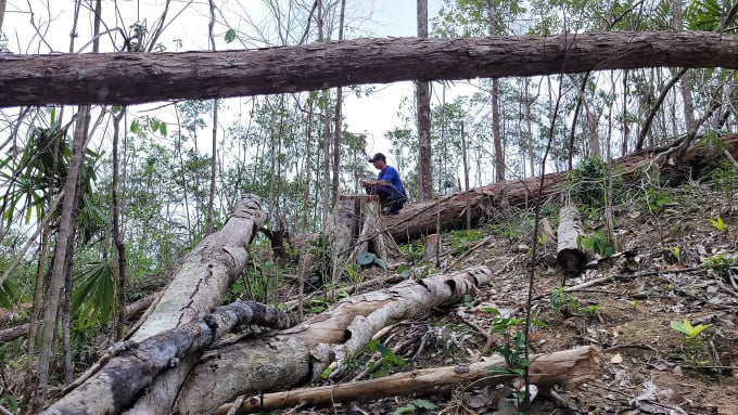 Scene of deforestation. Photo: Tran Hoa