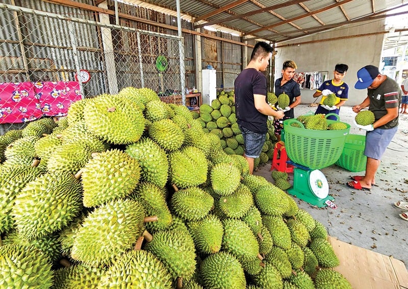 Sầu riêng, loại quả ngon, loại quả vua giá bán tăng gấp đôi ở ĐBSCL, sầu riêng đông lạnh xuất khẩu- Ảnh 1.