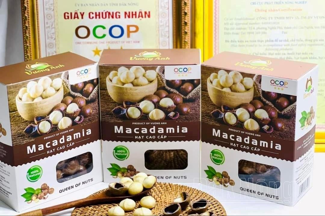 Sản phẩm mắc ca của Công ty TNHH MTV Sản xuất, thương mại và dịch vụ Vương Anh, phường Nghĩa Phú, TP. Gia Nghĩa đạt chứng nhận 4 sao OCOP cấp tỉnh năm 2023