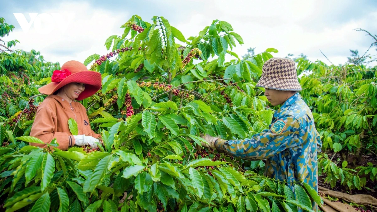 Nâng tầm nông sản Đắk Nông qua chương trình OCOP