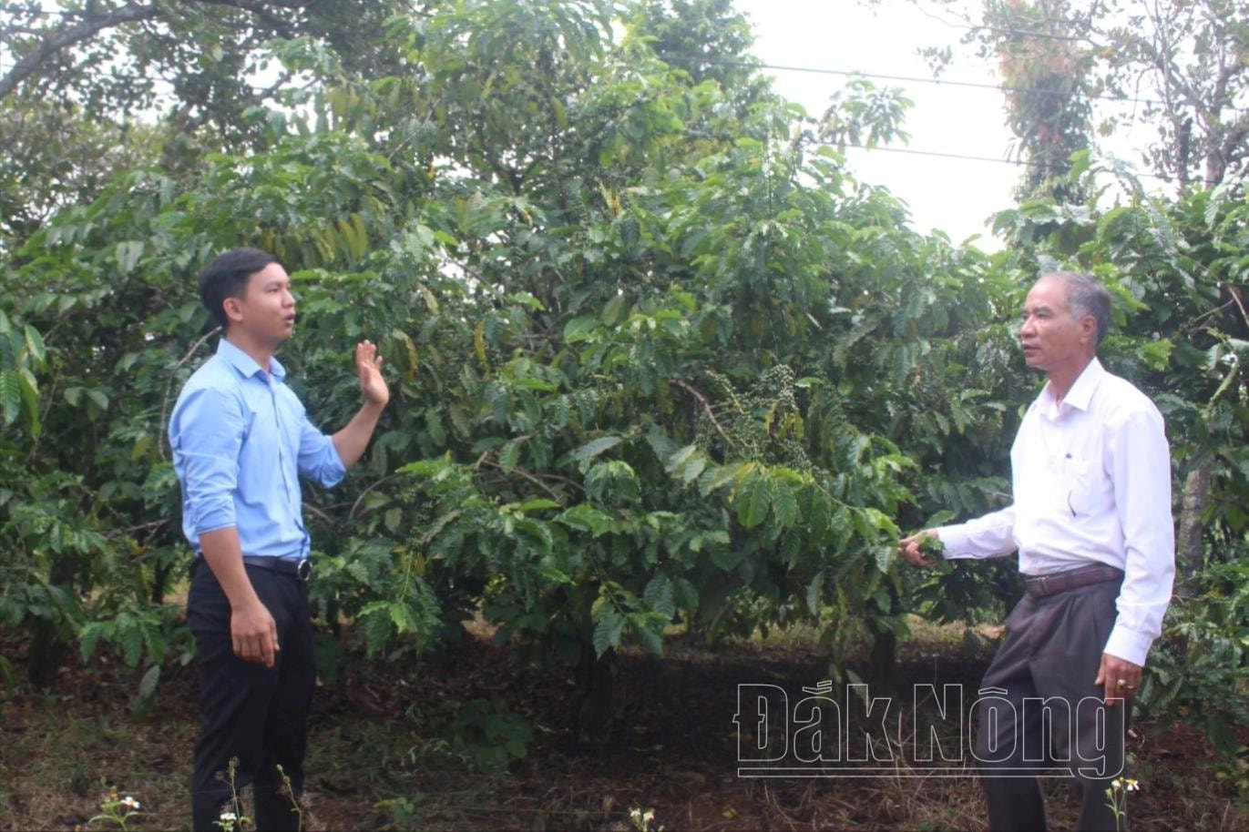 Anh Trần Văn Phú (bên trái), Giám đốc HTX Nông nghiệp thương mại công bằng Đắk Ka, xã Đắk Ru, huyện Đắk R’lấp chia sẻ với lãnh đạo Liên minh HTX Đắk Nông về cà phê đặc sản