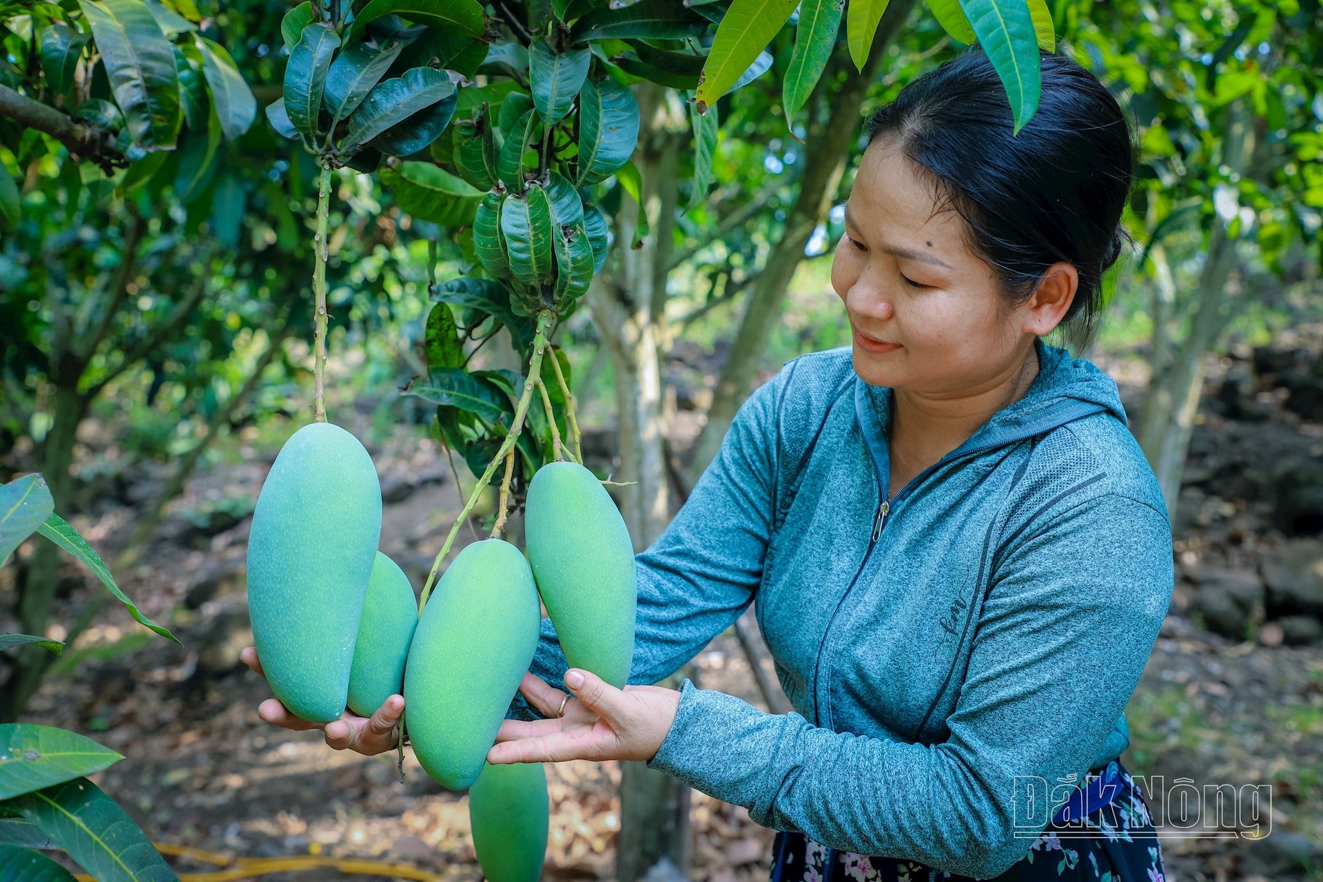 Vùng đất sỏi đá Đắk Gằn đã trở thành nơi có sản phẩm nông nghiệp tiêu biểu được người tiêu dùng ưa chuộng là xoài Đắk Gằn