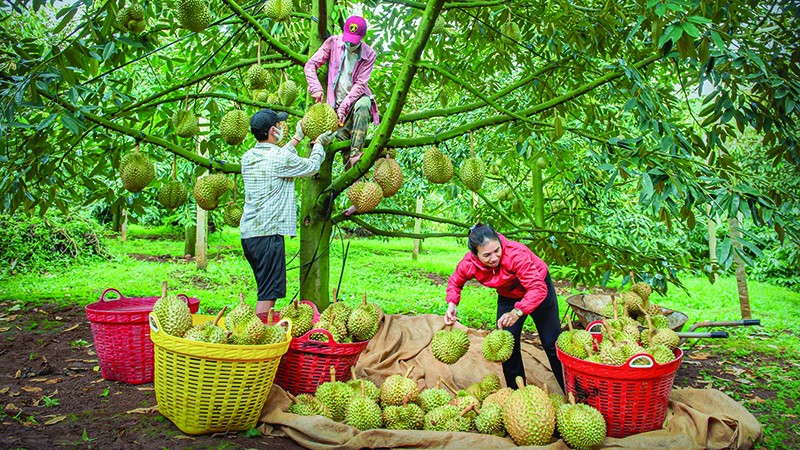 Nông dân Đắk Nông thu hoạch sầu riêng.